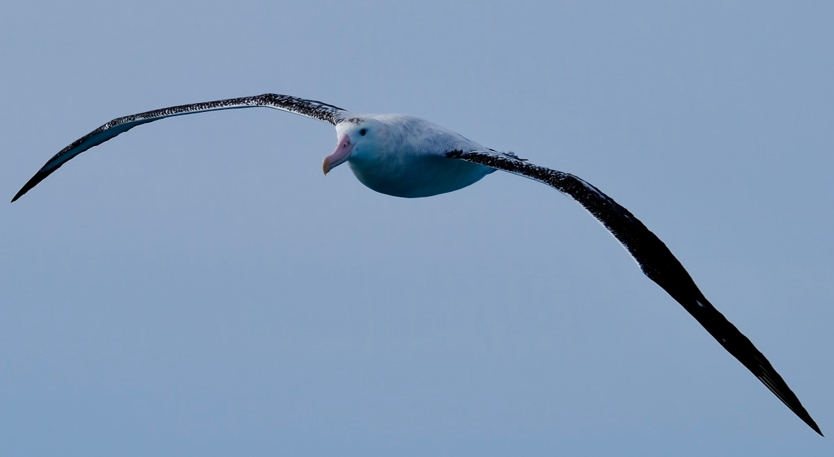 Albatross - John Wilson